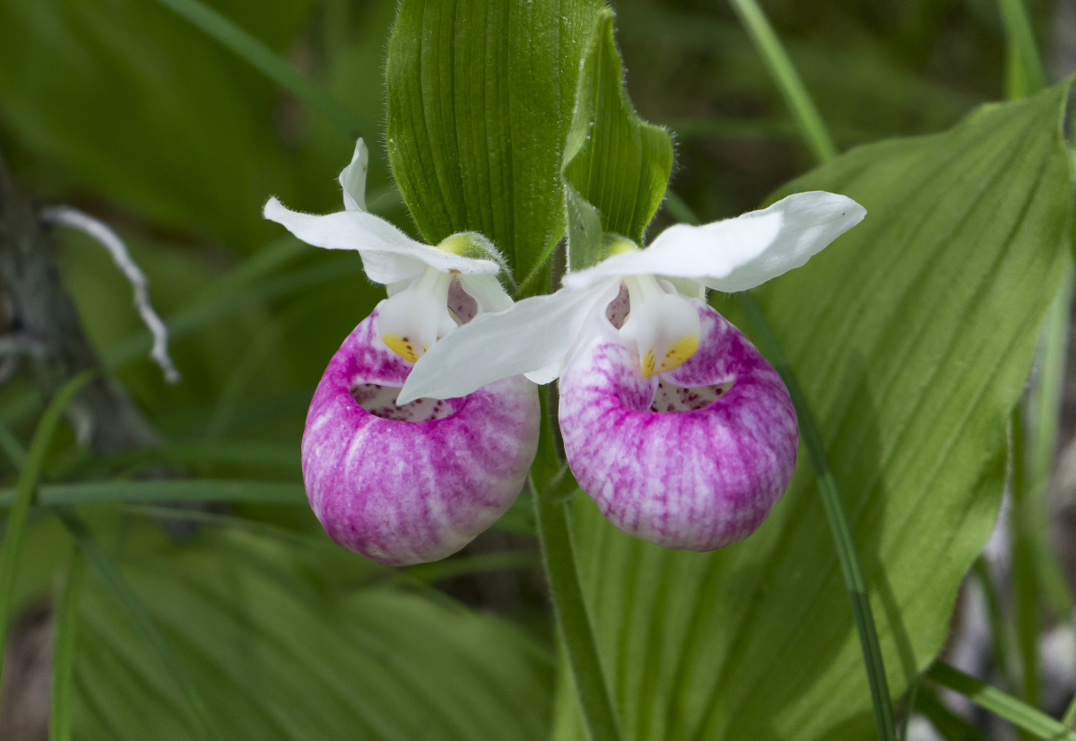 About Lanark Highlands