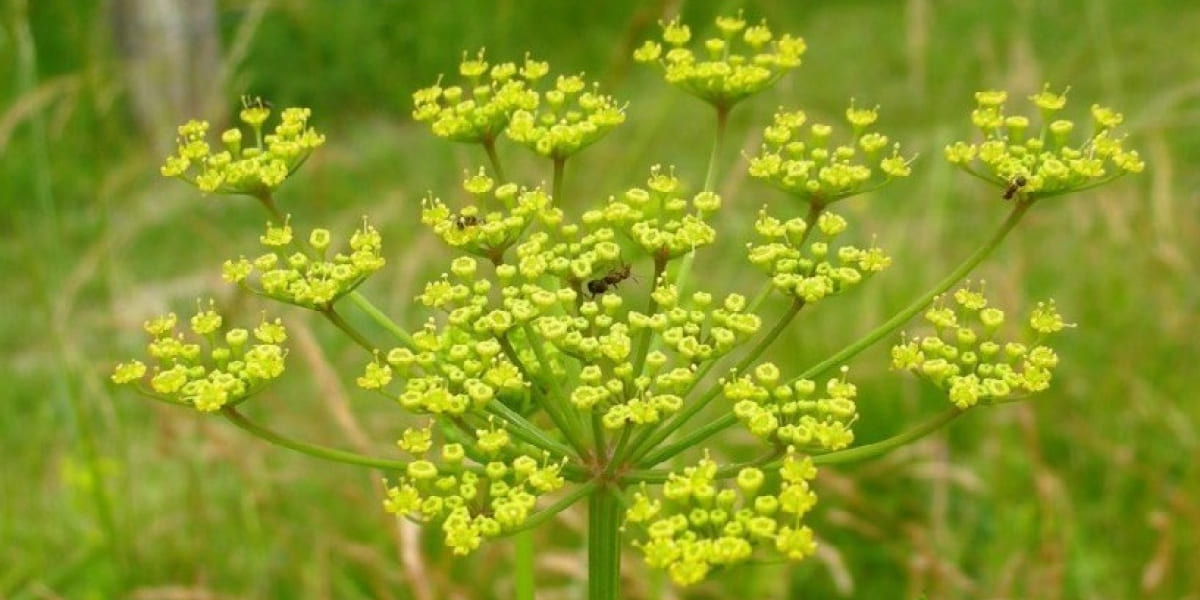 Wild Parsnip Education